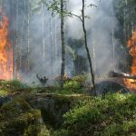 Xerrada "Els perills dels incendis a l'alzinar mediterrani i la seva prevenció"