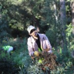 Eliminació de plantes invasores a l'accés de Sant Feliuet de Savassona